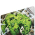 Marvel Hulk Green Goliath Apple MacBook Pro 16-inch Skin